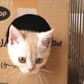 ダンボールの穴からぴょこ♡子猫ちゃんのぬいぐるみ救出大作戦！