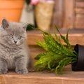 あなたの愛猫はどう？猫がよくするイタズラ5選