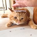子猫の爪を切りたいので、頭にテープを貼る『都市伝説』を試した結果→犬は…