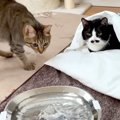 “センサーで水が出る自動給水器”を購入→３匹の猫に見せてみた結果…『まさ…
