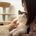 寄り添って飼い主さんを癒やす猫ちゃんたち♡