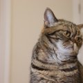 猫が『悲しい』と感じてしまう瞬間4つ　気付いてあげたいサインや接し方の…