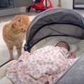 "赤ちゃんと対面した猫"に父性が芽生えて…同居猫が近づくと→驚…