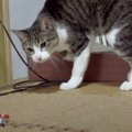 回るお寿司に御用心？猫ちゃんの悩みのタネ