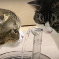 水の観察が好きな猫さんたち♡新しい給水器はいかが？