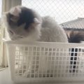 猫ちゃん達に大人気の"かご"なぜかみんな入る！