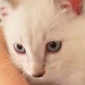 家に来たときは『白かった子猫』→２か月後…同じ猫とは思えない『模様の変…