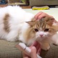 可愛くなれたかな？伸びた毛をカットしてもらう猫くん♡