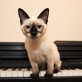 猫は『絶対音感』を持っている？聴力にまつわる6つのトリビア