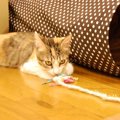 猫が早朝から活発になる理由は？