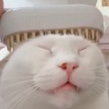 どんなブラシを使っても『極楽顔』になる猫…幸せあふれる表情がたまら…