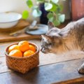 【獣医師監修】猫はみかんを食べてもいい？皮と果肉の危険性の違いと…