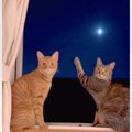 夜空に輝く月のまえで2匹の猫が……『幻想的な光景』が素敵すぎると18万…