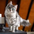 一人暮らしで猫を飼う前に！知っておくと良い事