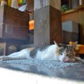 猫にまつわるご縁がある『お寺・神社』5選　猫好きが参拝したくなる理…
