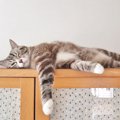 猫が『寝る場所』をこまめに変える理由4つ　快適な場所を探しているの？