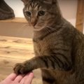 煮干し待ち！しぶしぶ披露する猫ちゃんの“お手”