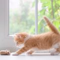 猫が楽しく遊べる『0円オモチャ』4つ　手作りするときのコツから安全面の…