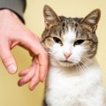 愛猫には虐待に感じられる『絶対にやってはいけない』4つの行為　虐待の定…