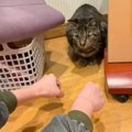 猫と『どっちに入っているでしょう』してみたら…まさかの"賢さ&q…