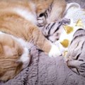 くっついて寝ると暖かいね♪向かい合って寝ちゃった猫さんたち♡