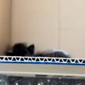 ダンボールに"捨てられていた子猫"を発見→ほっとけなくて家に連…