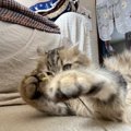 猫が飼い主に猫パンチする理由４つ