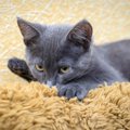 猫の「ウールサッキング」を知っていますか？誤飲につながる危険な習慣