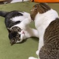 飼い主さんと遊びたいのに！パパ猫にじゃれてくる子猫！