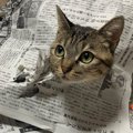 新手の妨害！？猫さんの斬新過ぎる『新聞の遊び方』が話題♡