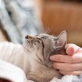 猫を亡くしてから『後悔』しやすいこと3つ　今すぐに見直したい習慣や悔い…