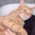 『ママには超甘々な猫』がパパに近寄られた結果…まさかの対応の差に泣…