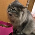 猫のフードを変えるべき３つのタイミング