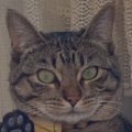 網戸越しに猫が…ポーズを見てみると？→思わず癒される『可愛すぎる姿』が8…
