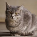 猫の冬毛の役割とは？夏毛との変化を見比べてみよう