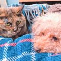 犬のことをガン見する1歳の猫→『7年後の2匹の様子』を見てみると…まさ…