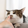 猫が『指先を向けるとニオイをかぐ』のはなぜ？　どうしてもクンクン…