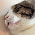 家に来てまだ1か月も経っていない猫→飼い主のすぐ隣で寝始めて…無防備すぎ…