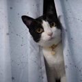 お食事中に地震発生！！警戒モードに突入する猫ちゃんたち