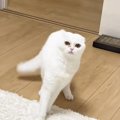 『やんのかステップをした猫→なぜか"品"のある動きに…』予…