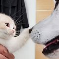 子猫を迎えて5年、優しい先住犬たちに育てられた結果…尊すぎる『成長記録…