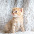 キトンブルーとは？子猫の目の色が青い理由を解説