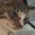 呼吸をするのも『ギリギリの状態だった子猫』を保護した結果…立派に成長し…