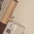 『8時にごはんが出る』自動給餌器→5時に見てみたら、猫が……健気な光景…