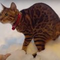 足が雪にスポッ！興味津々で歩く猫ちゃんが激カワ