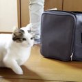 『行きたくないですにゃ…』病院行きを察知して逃げまくる猫ちゃん