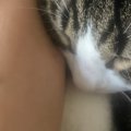夜抜け出して海にでも行ってきた…？ふと猫の体を見た結果→『まさかの…