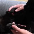 パパの足の間に座り『肉球マッサージ』を受ける黒猫→しばらくすると……
