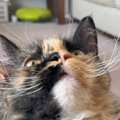 グルグルと巻かれている猫のヒゲ→『胸毛』も見てみると…ツワモノっぷ…