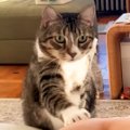 朝ごはんの時間になっても起きてこない飼い主に、猫が…とんでもなく優しい…